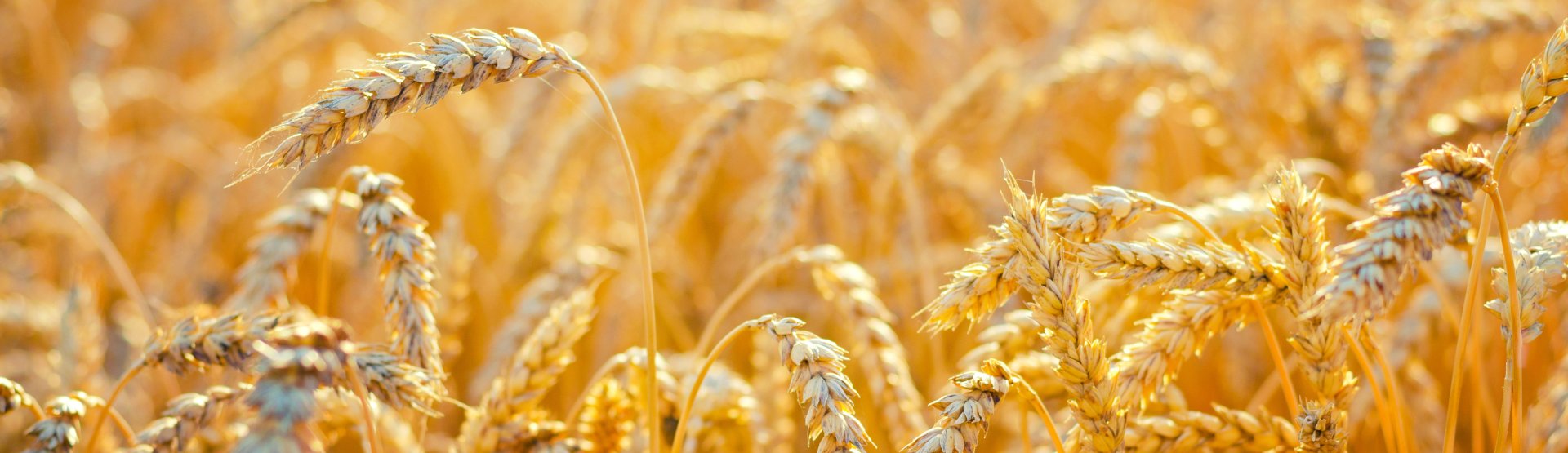 Nahaufnahme von goldenen Weizenhalmen auf einem Feld, die im Sonnenlicht leuchten. Die reifen Weizenk&ouml;pfe sind dicht, mit langen Grannen, die ein strukturiertes und reichhaltiges Bild ergeben. Im Hintergrund ist noch mehr Weizen zu sehen, sanft verschwommen.