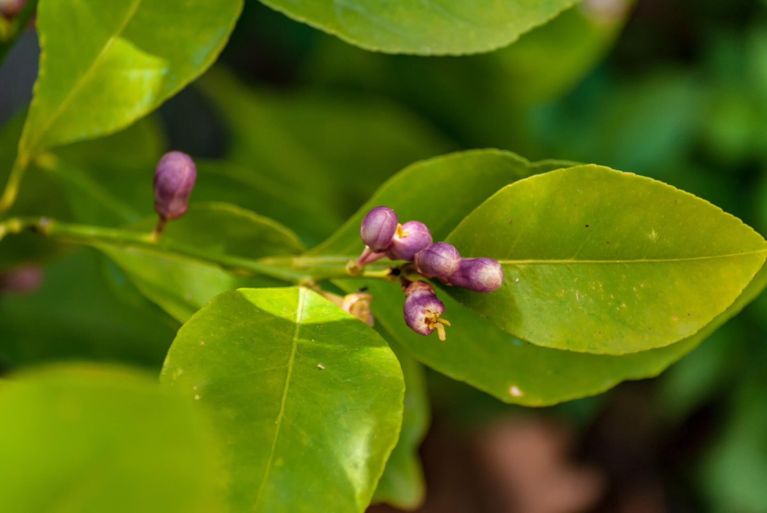 Nahaufnahme eines Zitronenbaumzweigs mit gr&uuml;nen Bl&auml;ttern und mehreren kleinen, violett gef&auml;rbten Bl&uuml;tenknospen, die in der Alternativmedizin h&auml;ufig wegen ihrer potenziellen gesundheitlichen Vorteile in den fr&uuml;hen Stadien der Frucht- oder Bl&uuml;tenentwicklung gesch&auml;tzt werden.