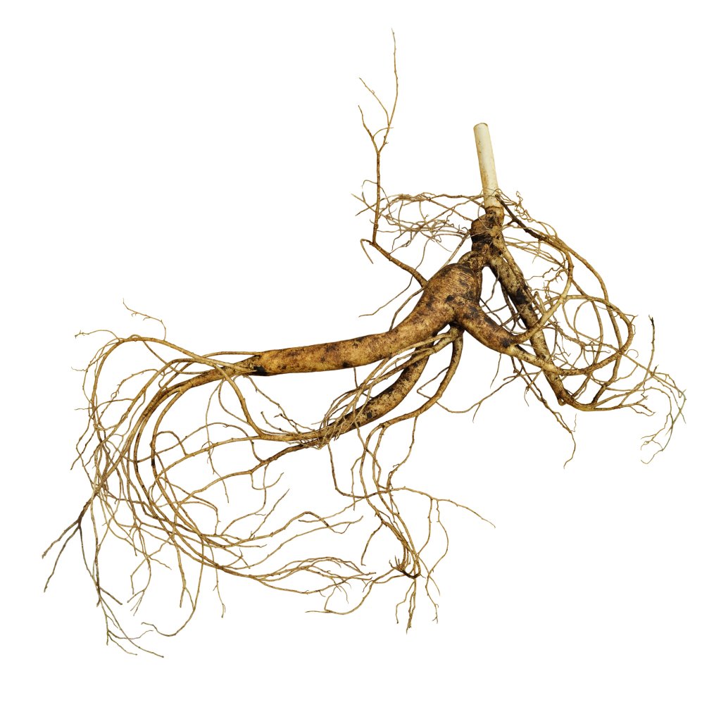 Eine einzelne kahle Pflanzenwurzel mit vielen d&uuml;nnen, verworrenen &Auml;sten und einem dickeren Hauptstamm, isoliert auf wei&szlig;em Hintergrund - als Symbol f&uuml;r die Erh&ouml;hung des Energielevels und die &Uuml;berwindung der M&uuml;digkeit durch einen niedrigen Energiestatus.