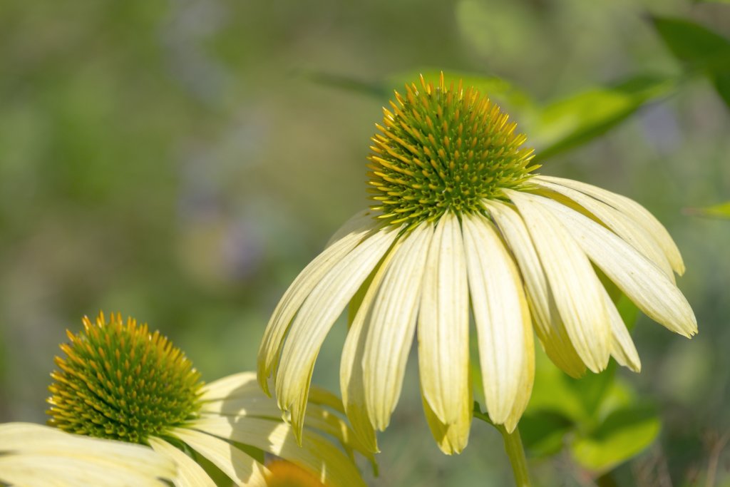 Nahaufnahme von zwei blassgelben Echinacea, auch bekannt als Sonnenhut, mit stacheligen gr&uuml;nen Zentren vor einem unscharfen gr&uuml;nen Hintergrund. Die Hauptbl&uuml;te ist im Fokus, w&auml;hrend die zweite Bl&uuml;te nur teilweise sichtbar ist.