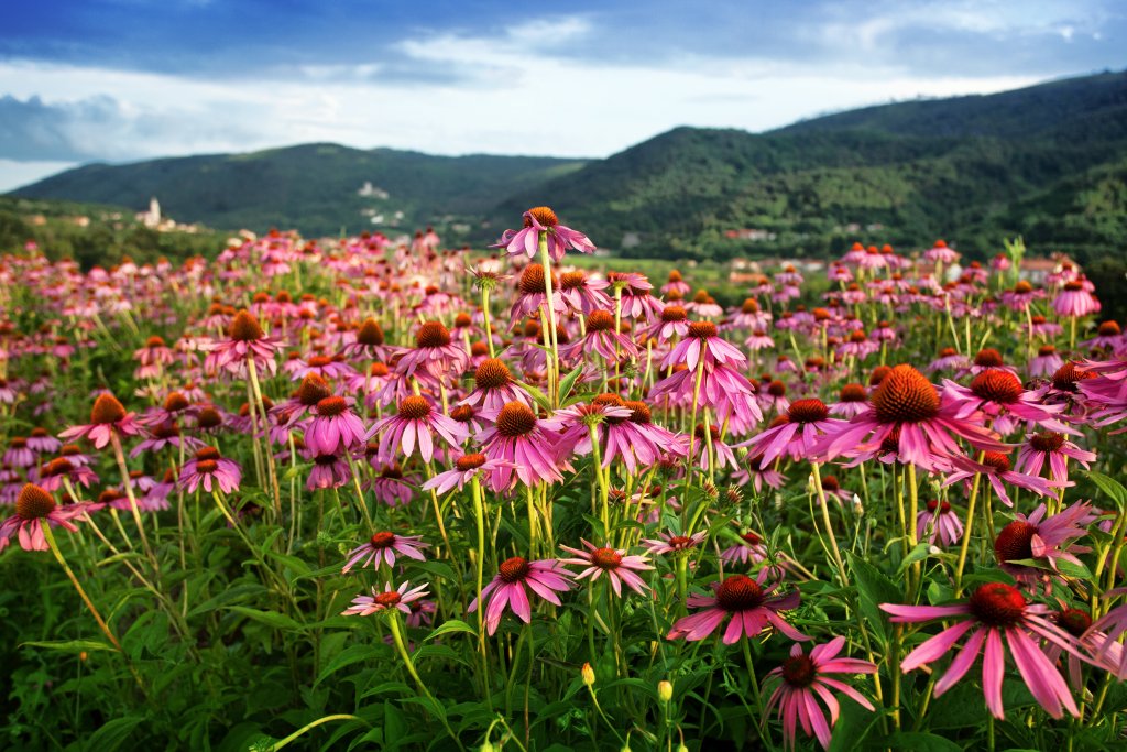 Ein Feld mit leuchtend lilafarbenen Echinacea-Blüten in voller Blüte erstreckt sich unter einem teilweise bewölkten blauen Himmel bis hin zu weit entfernten grünen Hügeln. Die üppige Landschaft strahlt ein Gefühl der Ruhe und natürlichen Schönheit aus.