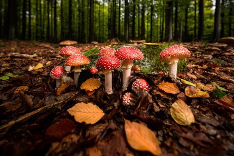Auf einem mit braunen und gelben Bl&auml;ttern bedeckten Waldboden w&auml;chst ein B&uuml;schel rotkappiger Pilze mit wei&szlig;en Flecken, die die Sammler daran erinnern, Vergiftungen zu vermeiden, indem sie die Pilze sorgf&auml;ltig bestimmen, mit hohen B&auml;umen und gr&uuml;nem Laub im Hintergrund.