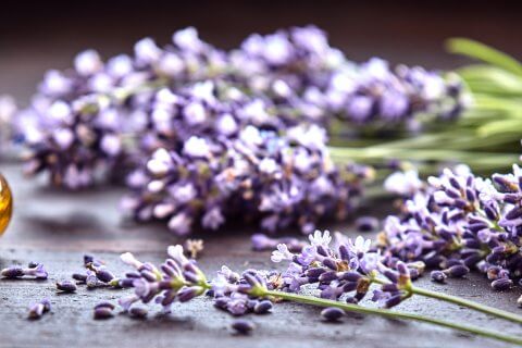 Zwei kleine Glasfl&auml;schchen mit gelbem &auml;therischem &Ouml;l stehen auf einer h&ouml;lzernen Unterlage neben frischen Lavendelzweigen, auf denen einige lose Bl&uuml;tenbl&auml;tter verstreut sind.