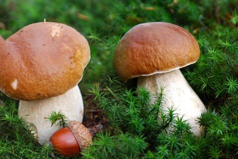 Drei gro&szlig;e braune und wei&szlig;e Pilze wachsen zwischen gr&uuml;nem Moos und Pflanzen, einige Eicheln liegen in der N&auml;he auf dem Waldboden verstreut und laden ein, die faszinierende Welt der Pilzkunde zu erkunden.