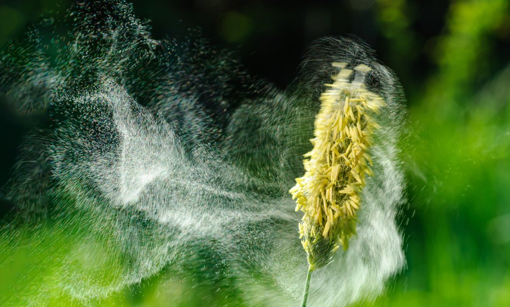 Nahaufnahme einer Grasblume, die Pollen in die Luft abgibt, wobei sich gelbe Körner sichtbar ausbreiten - eine lebhafte Darstellung von Heuschnupfenauslösern, die in einer Wolke vor einem verschwommenen grünen Hintergrund wirbeln.