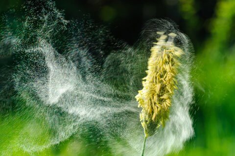 Nahaufnahme einer Grasblume, die Pollen in die Luft abgibt, wobei sich gelbe K&ouml;rner sichtbar ausbreiten - eine lebhafte Darstellung von Heuschnupfenausl&ouml;sern, die in einer Wolke vor einem verschwommenen gr&uuml;nen Hintergrund wirbeln.