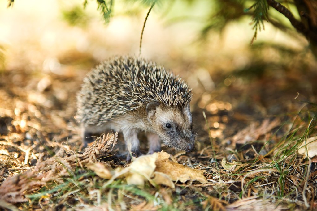 Ein kleiner Igel mit stacheligem Fell erkundet den mit trockenem Laub und Gras bedeckten Boden, umgeben von Gr&uuml;n und sanftem Sonnenlicht - die eigene Therapie der Natur f&uuml;r alle, die das G&auml;rtnern lieben.