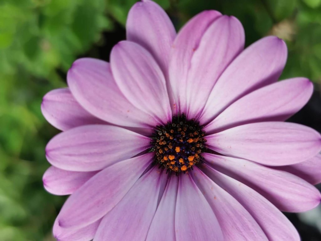 Eine Nahaufnahme einer einzelnen hellvioletten G&auml;nsebl&uuml;mchenbl&uuml;te mit dunkler Mitte und orangefarbenen Pollen vor einem unscharfen gr&uuml;nen Hintergrund - perfekt f&uuml;r Liebhaber von G&auml;rtnern oder f&uuml;r alle, die in der Sch&ouml;nheit der Natur Therapie finden.