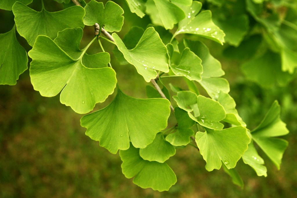 Nahaufnahme von hellgr&uuml;nen Ginkgobl&auml;ttern mit f&auml;cherf&ouml;rmigen Lappen an einem Zweig, einige mit kleinen Wassertropfen. Der als Nootropika bekannte Ginkgo wird wegen seines Potenzials, die Gehirnleistung zu steigern, gesch&auml;tzt. Das unscharfe Gr&uuml;n hebt jedes einzelne der leuchtenden Bl&auml;tter hervor.