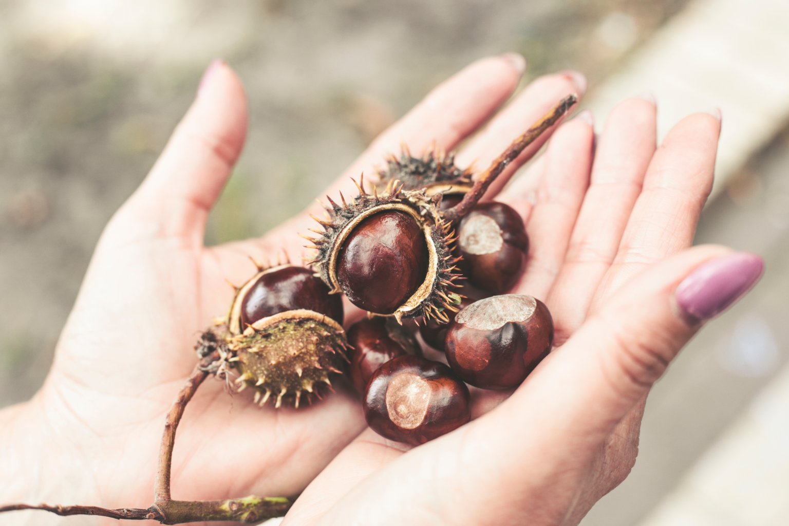Ein Paar H&auml;nde, die sanft mehrere gl&auml;nzende braune Kastanien halten, die teilweise von stacheligen Au&szlig;enschalen umh&uuml;llt sind, im Freien vor einem verschwommenen Hintergrund - ein Bild, das an leichtf&uuml;&szlig;ige Momente und Erleichterung von Venenbeschwerden nach einem langen Sommertag erinnert.