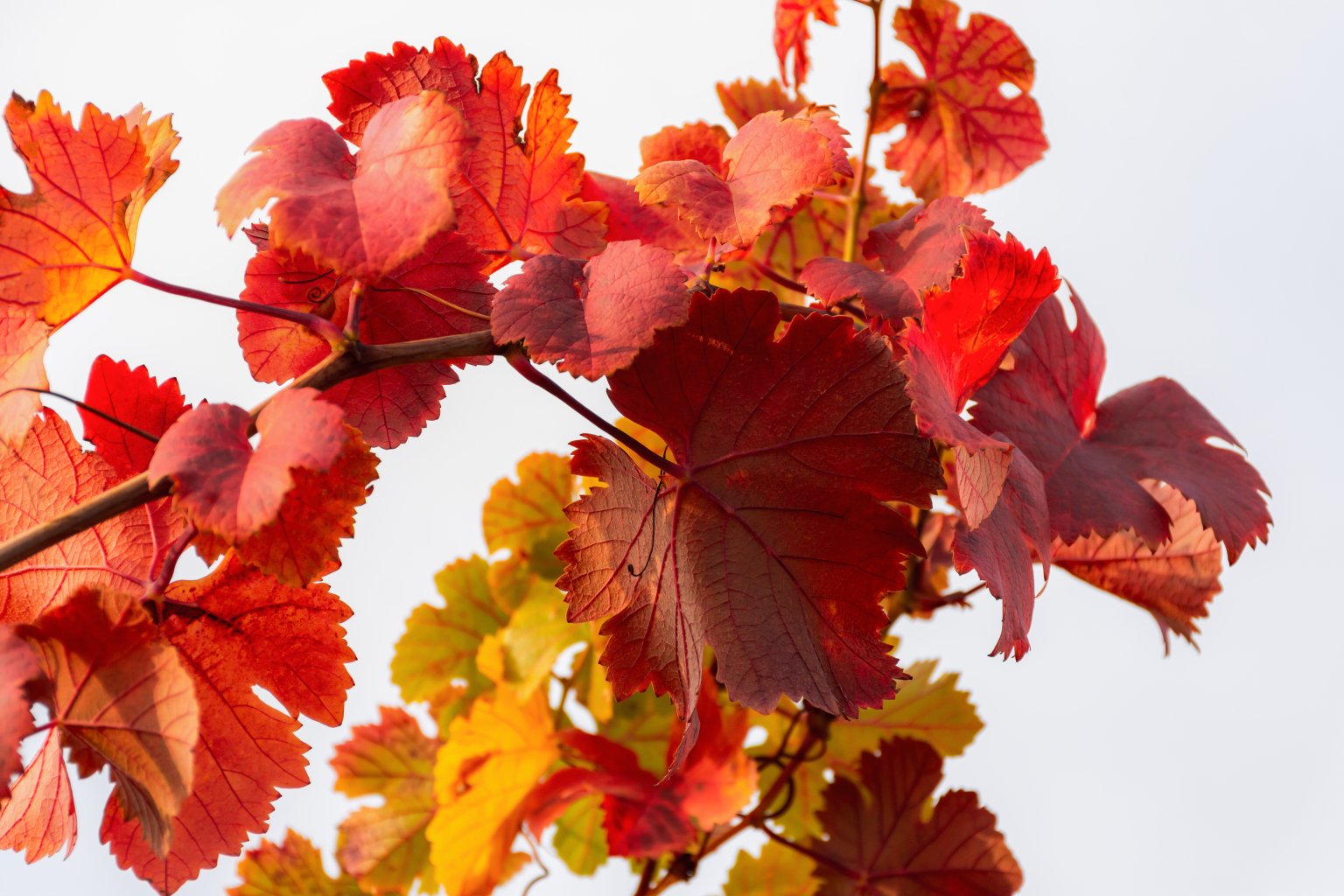 Grape red leaf close-up against the sky. Colorful natural autumn background.