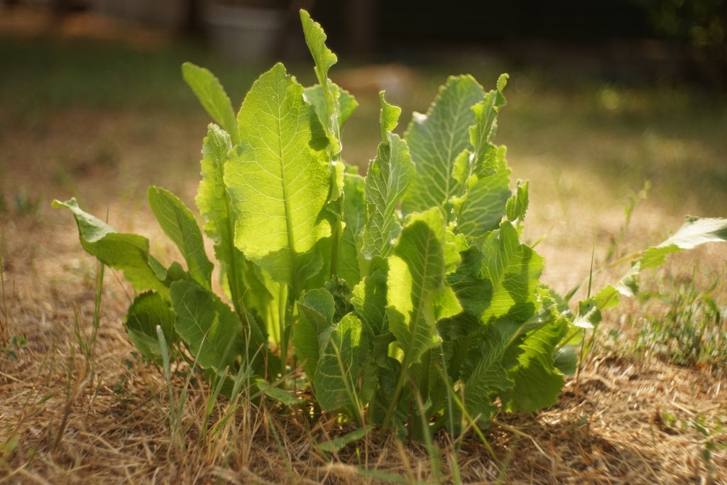 Ein kleines Meerrettichgew&auml;chs mit breiten, hellgr&uuml;nen Bl&auml;ttern w&auml;chst als Neophyt im Freien in trockenem, l&uuml;ckenhaftem Gras unter Sonnenlicht.