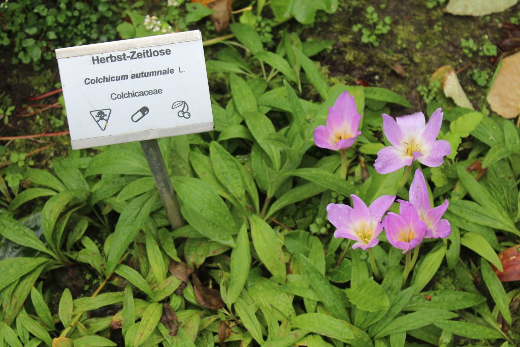 Drei violette Herbst-Zeitlose (Colchicum autumnale) bl&uuml;hen zwischen gr&uuml;nen Bl&auml;ttern neben einem Schild mit ihrem Namen und Warnsymbolen, die auf ihre Giftigkeit hinweisen. Der Boden ist mit gr&uuml;nem Laub und einigen abgefallenen Bl&auml;ttern bedeckt.