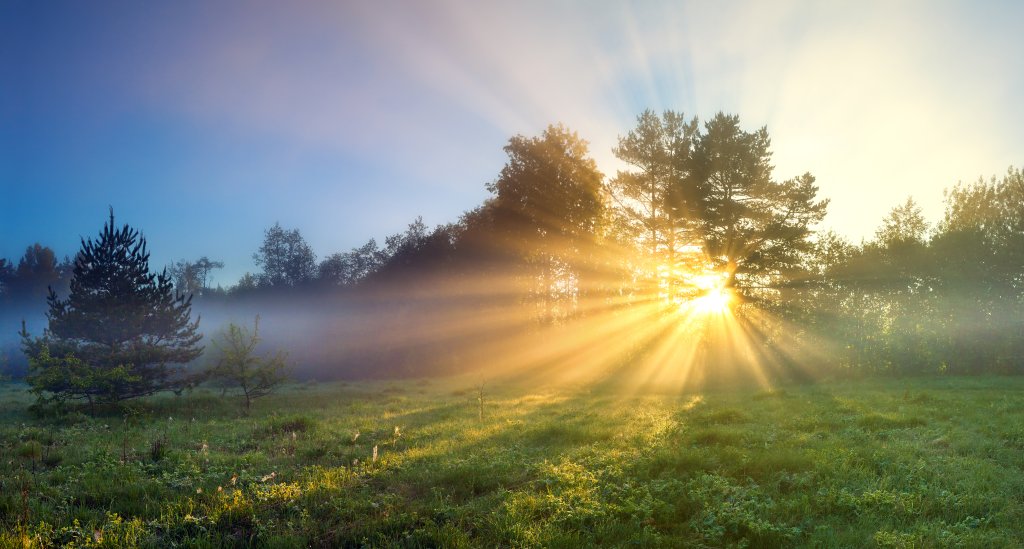 Das Sonnenlicht str&ouml;mt bei Sonnenaufgang durch hohe B&auml;ume &uuml;ber eine Wiese und erzeugt Lichtstrahlen und Nebel in einer ruhigen, nat&uuml;rlichen Landschaft - eine idyllische Szene f&uuml;r viele, obwohl diejenigen mit Sonnenallergie vielleicht den Schutz des sanften Schattens suchen.