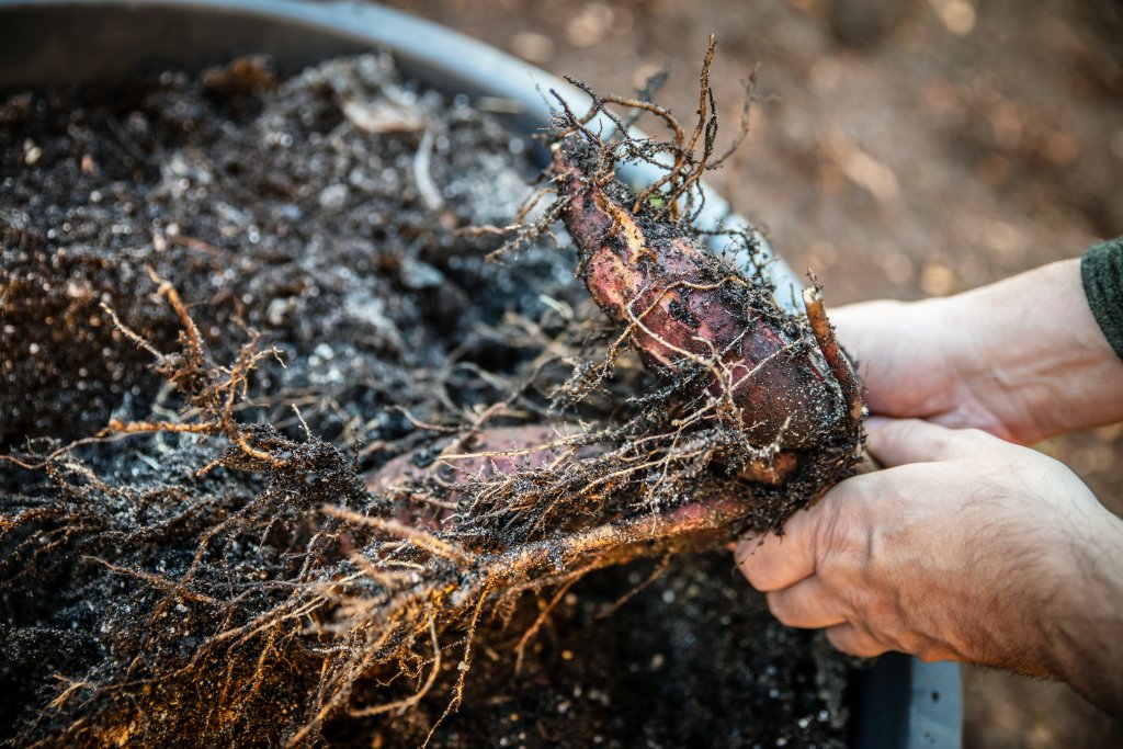 H&auml;nde, die eine frisch geerntete S&uuml;&szlig;kartoffel mit Erde und Wurzeln &uuml;ber einem mit Erde gef&uuml;llten Beh&auml;lter halten - perfekt f&uuml;r ein Gespr&auml;ch &uuml;ber Darmgesundheit im Interview mit Dr. med. Martin Geyer. Martin Geyer.