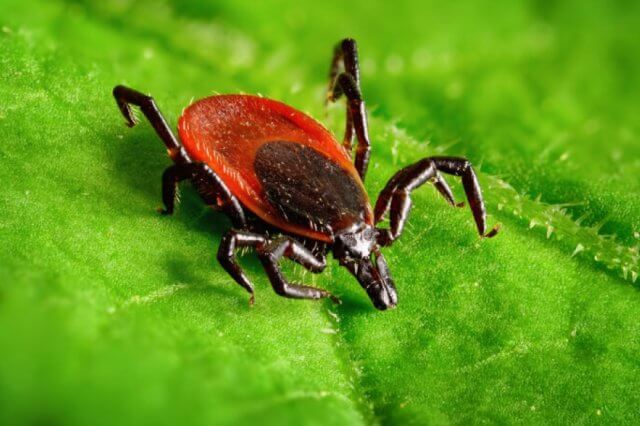 Eine Nahaufnahme einer schwarzbeinigen Zecke mit r&ouml;tlich-braunem K&ouml;rper und schwarzen Beinen, die auf einem hellgr&uuml;nen Blatt herumkrabbelt, unterstreicht die Bedeutung des Zeckenschutzes zur Verhinderung eines infekti&ouml;sen Zeckenstichs.