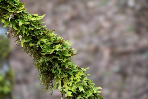 Nahaufnahme einer gr&uuml;nen, blattreichen Flechte - wahrscheinlich Lungenflechte (Lobaria pulmonaria) -, die dicht auf einem Zweig w&auml;chst, mit unregelm&auml;&szlig;ig gekr&auml;uselten R&auml;ndern und einem verschwommenen braunen und grauen Hintergrund. Die Flechte bedeckt den gr&ouml;&szlig;ten Teil des sichtbaren Zweigs.