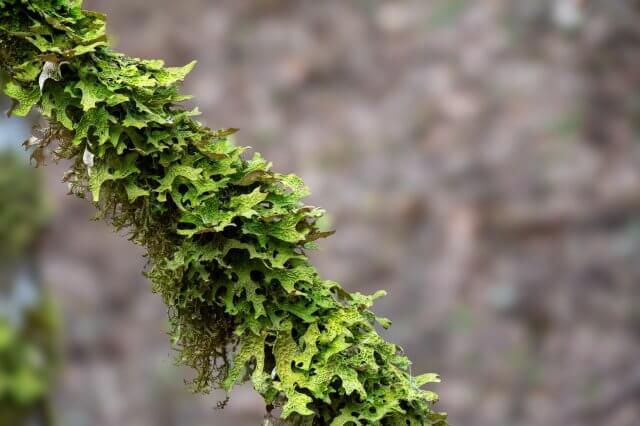 Nahaufnahme einer gr&uuml;nen, blattreichen Flechte - wahrscheinlich Lungenflechte (Lobaria pulmonaria) -, die dicht auf einem Zweig w&auml;chst, mit unregelm&auml;&szlig;ig gekr&auml;uselten R&auml;ndern und einem verschwommenen braunen und grauen Hintergrund. Die Flechte bedeckt den gr&ouml;&szlig;ten Teil des sichtbaren Zweigs.