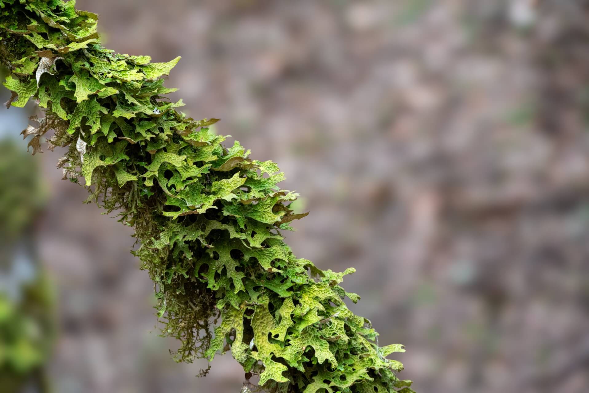 Nahaufnahme einer gr&uuml;nen, blattreichen Flechte - wahrscheinlich Lungenflechte (Lobaria pulmonaria) -, die dicht auf einem Zweig w&auml;chst, mit unregelm&auml;&szlig;ig gekr&auml;uselten R&auml;ndern und einem verschwommenen braunen und grauen Hintergrund. Die Flechte bedeckt den gr&ouml;&szlig;ten Teil des sichtbaren Zweigs.
