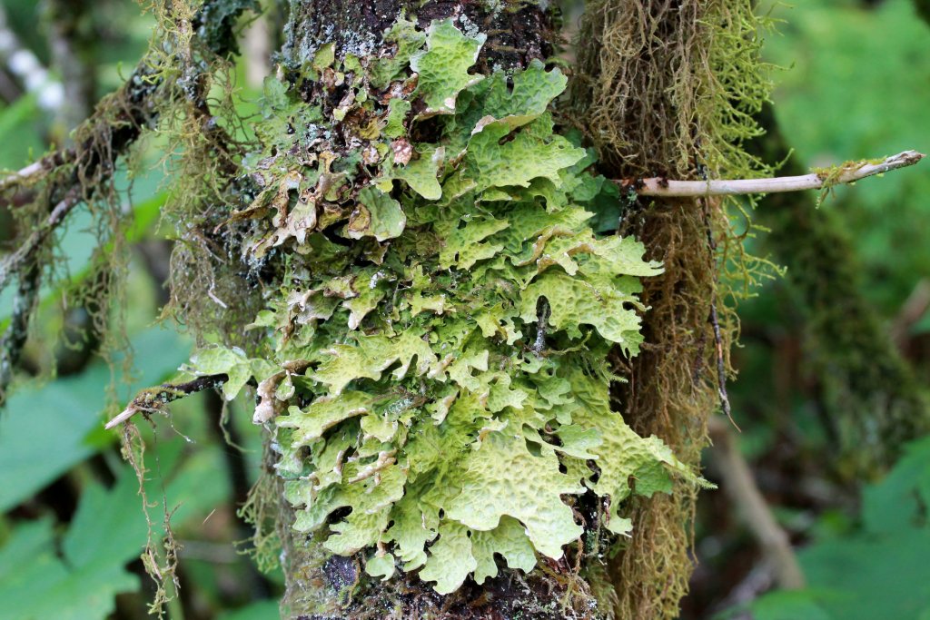 Nahaufnahme einer blassgr&uuml;nen Flechte, m&ouml;glicherweise Lobaria pulmonaria (Lungenflechte), die auf der rauen Rinde eines Baumes w&auml;chst, umgeben von Moosflecken und gr&uuml;nem Laub im Hintergrund.